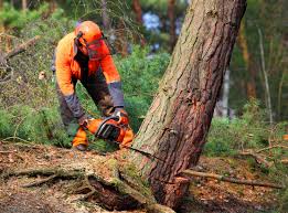Best Seasonal Cleanup (Spring/Fall)  in Vassar College, NY