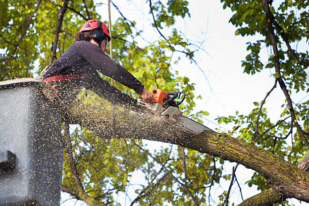Best Tree Removal  in Vassar College, NY